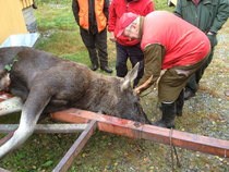 Hirvijahtia 2011 Askon tappisarvi