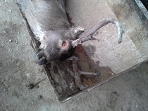 Sarvipää Ilveksen saaliina!