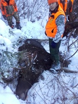 11-piikkinen ensilumilla Leeviltä.