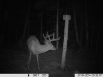 Komeita peurapukkeja tulossa!Kannanhoito näyttää toimivan!!