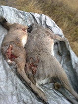 Vasankin oli vielä ottanut!