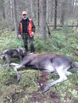 naarashirvi syksyn 2016
toisena jahtipäivänä!


