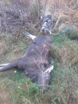 Vasan kaato Leeville Hakamäkeen.