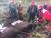 Hirvijahtia 2011  Maran 6piikkinen